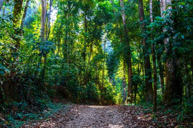 Tropik yağmur ormanları doğal yollar Khao Lak Amphoe Takua Pa Phang Nga Tayland 'da büyük ağaçlar ve dağlar Güneydoğu Asya' da.