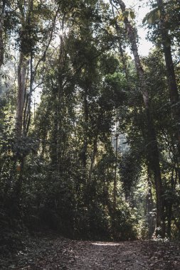Tropik yağmur ormanları doğal yollar Khao Lak Amphoe Takua Pa Phang Nga Tayland 'da büyük ağaçlar ve dağlar Güneydoğu Asya' da.
