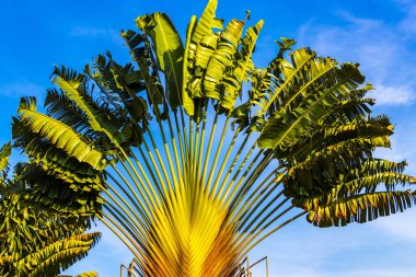 Tropical tree of travelers Ravenala palm with blue sky background in Khao Lak Amphoe Takua Pa Phang Nga Thailand in Southeast Asia. clipart