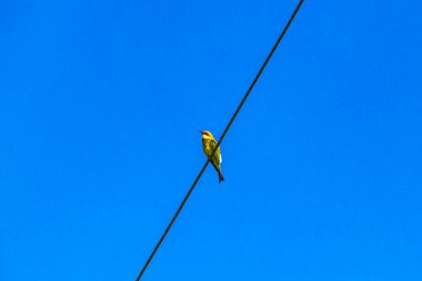 Güneydoğu Asya 'daki Khao Lak Amphoe Takua Pa Phang Nga Tayland' da mavi gökyüzü ile elektrik kablosunda kırmızı yeşil kuş..