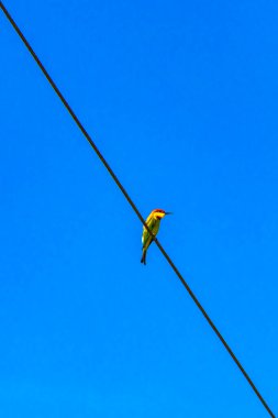 Güneydoğu Asya 'daki Khao Lak Amphoe Takua Pa Phang Nga Tayland' da mavi gökyüzü ile elektrik kablosunda kırmızı yeşil kuş..