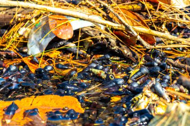 Güneydoğu Asya 'daki Khao Lak Amphoe Takua Pa Phang Nga Tayland' da bir göl gölünde uzun kabuklu yengeçler..
