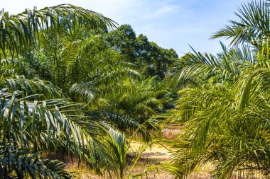 Güneydoğu Asya 'daki Khao Lak Amphoe Takua Pa Phang Nga Tayland' da mavi gökyüzü arka planına sahip tropik doğal Meksika palmiyeleri..
