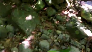 Khao Lak Phang Nga Tayland 08. Şubat 2020 Tropikal doğa yağmur ormanlarında yürüyüş ve yürüyüş Khao Lak Phang Nga Tayland 'da doğa ve ağaçlar.