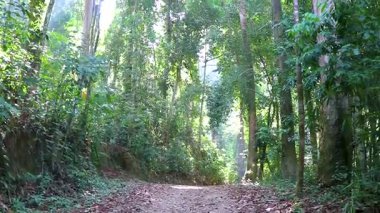 Tropik yağmur ormanları doğal yollar Khao Lak Amphoe Takua Pa Phang Nga Tayland 'da büyük ağaçlar ve dağlar Güneydoğu Asya' da.