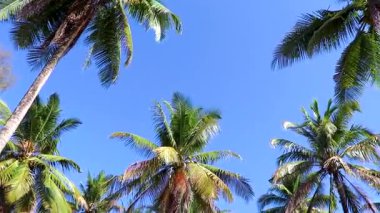 Güneydoğu Asya 'daki Khao Lak Amphoe Takua Pa Phang Nga Tayland' da mavi gökyüzü arka planına sahip tropik doğal Meksika palmiyeleri..