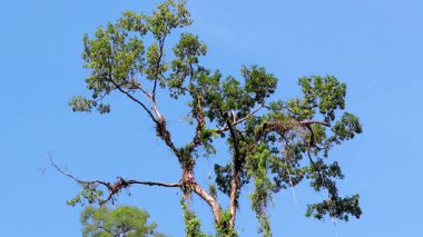 Güneydoğu Asya 'da, Khao Lak Amphoe Takua Pa Phang Nga Tayland' da mavi gökyüzü olan tropikal ormandaki dev ağaç..