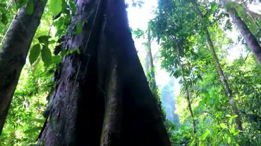 Güneydoğu Asya 'daki Khao Lak Amphoe Takua Pa Phang Nga Tayland' da kökleri olan dev bir ağaç..