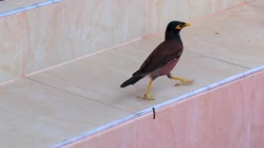 Asya kuşları Myna, Güney Asya 'da Khao Lak Amphoe Takua Pa Phang Nga Tayland' da yiyecek arayan sığır çobanları çobanlığı yapıyor..