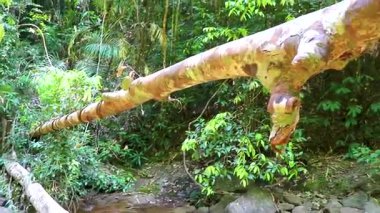 Güneydoğu Asya 'daki Khao Lak Amphoe Takua Pa Phang Nga Tayland' daki tropikal ormanda büyük bir ağaç devrildi..