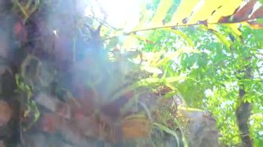 Güneydoğu Asya 'daki Khao Lak Amphoe Takua Pa Phang Nga Tayland' da tsunami sonrası tropikal bitkilerle kaplanmış eski taş duvar çiti..