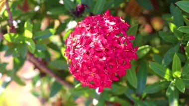 Güneydoğu Asya 'daki Khao Lak Amphoe Takua Pa Phang Nga Tayland' daki tropikal ormanda kırmızı egzotik bitkiler ve çiçekler..