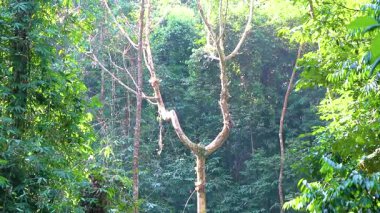 Güneydoğu Asya 'da Khao Lak Amphoe Takua Pa Phang Nga Tayland' daki tropikal bir ormanda dallar çatallandı..