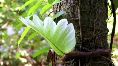 Güneydoğu Asya 'daki Khao Lak Amphoe Takua Pa Phang Nga Tayland' daki tropikal ormanlarda yeşil egzotik bitkiler ve ağaçlar.