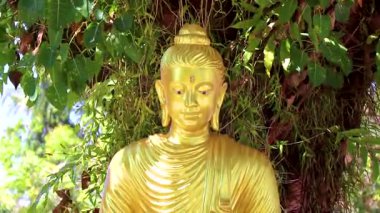 Altın sarısı Budist Buda heykeli heykeli Wat Phanat Nikhom Tayland tapınağı Khao Lak Amphoe Takua Pa Phang Nga Tayland.