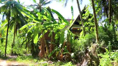 Güneydoğu Asya 'da, Khao Lak Amphoe Takua Pa Phang Nga Tayland' daki palmiye yapraklarının arkasındaki tropikal ormanda tsunami tarafından yıkılan terk edilmiş bir Budist tapınağı..
