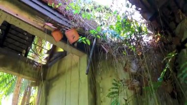 Güneydoğu Asya 'da Khao Lak Amphoe Takua Pa Phang Nga Tayland' daki tropikal ormanda tsunami tarafından yok edilen terk edilmiş bir Budist tapınağı..