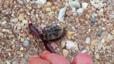 Güneydoğu Asya 'daki Khao Lak Amphoe Takua Pa Phang Nga Tayland' da yerde yatan ölü büyük tropikal böcek..