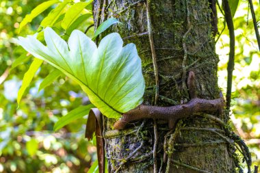 Güneydoğu Asya 'daki Khao Lak Amphoe Takua Pa Phang Nga Tayland' daki tropikal ormanlarda yeşil egzotik bitkiler ve ağaçlar.
