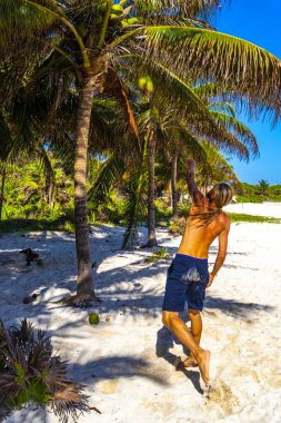 Playa del Carmen Quintana Roo Meksika 'daki palmiye ağaçlarıyla kumsala hindistan cevizi atan adam..