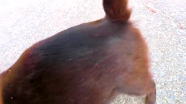 Altın sarısı gözlü sevimli siyah sokak kedisi Khao Lak Amphoe Takua Pa Phang Nga Tayland 'da sevilmek istiyor..