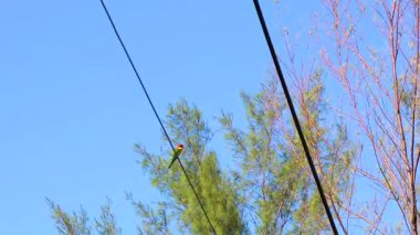 Güneydoğu Asya 'daki Khao Lak Amphoe Takua Pa Phang Nga Tayland' da mavi gökyüzü ile elektrik kablosunda kırmızı yeşil kuş..