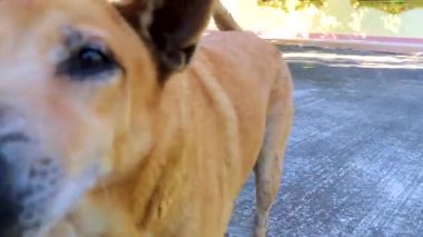 Güneydoğu Asya 'daki Khao Lak Amphoe Takua Pa Phang Nga Tayland' da kendini tırmalayan pis sokak köpeği..