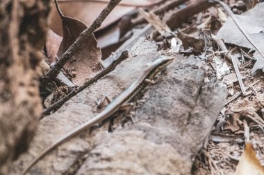 Güneydoğu Asya 'daki Khao Lak Lak Ru Ulusal Parkı Khuekkhak Amphoe Takua Pa Phang Nga Tayland' da orman zemininde sürüngenler sürünüyor..