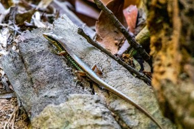 Güneydoğu Asya 'daki Khao Lak Lak Ru Ulusal Parkı Khuekkhak Amphoe Takua Pa Phang Nga Tayland' da orman zemininde sürüngenler sürünüyor..