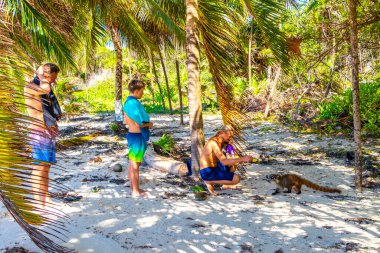 Bir adam, Playa del Carmen Quintana Roo Mexico 'daki tropikal ormanda koatileri yiyecekle besliyor..