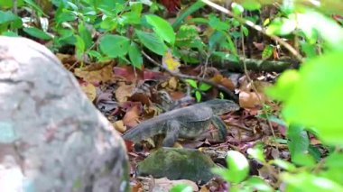Güneydoğu Asya 'daki Khao Lak Lak Ru Ulusal Parkı Khuekkhak Amphoe Takua Pa Phang Nga Tayland' daki tropikal orman ormanlarında sürünen sürüngenler görülüyor..