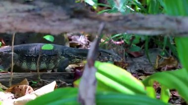 Güneydoğu Asya 'daki Khao Lak Lak Ru Ulusal Parkı Khuekkhak Amphoe Takua Pa Phang Nga Tayland' daki tropikal orman ormanlarında sürünen sürüngenler görülüyor..