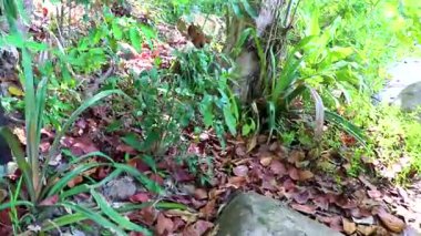 Güneydoğu Asya 'daki Khao Lak Lak Ru Ulusal Parkı Khuekkhak Amphoe Takua Pa Phang Nga Tayland' daki tropikal orman ormanlarında sürünen sürüngenler görülüyor..