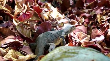 Güneydoğu Asya 'daki Khao Lak Lak Ru Ulusal Parkı Khuekkhak Amphoe Takua Pa Phang Nga Tayland' daki tropikal orman ormanlarında sürünen sürüngenler görülüyor..