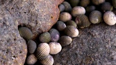 Güneydoğu Asya 'da Khao Lak Lak Ru Ulusal Parkı Khuekkhak Amphoe Takua Pa Phang Nga Tayland' da deniz suyu ve plajda kaya kaya midyeleri..