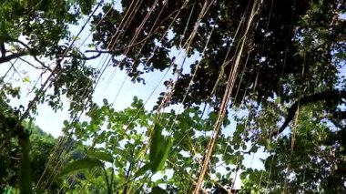 Güneydoğu Asya 'daki Khao Lak Lak Ram Ru Ulusal Parkı Khuekkhak Amphoe Takua Pa Phang Nga Tayland' da iplik gibi dallara tırmanıp inen tropik karıncalar..