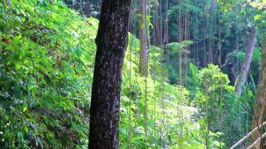 Güneydoğu Asya 'daki Khao Lak Lak Ram Ru Ulusal Parkı Khuekkhak Amphoe Takua Pa Phang Nga Tayland' da iplik gibi dallara tırmanıp inen tropik karıncalar..