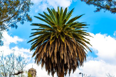 Centro Historico Mexico City 'de açık beyaz bulutlu mavi gökyüzü olan güzel yuvarlak palmiye ağaçları..