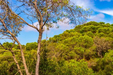 İspanya 'nın Balearic Adaları Mallorca Majorca bölgesindeki Santany' deki Mondrago Doğal Parkı 'ndaki uçurum ve sahillerdeki Akdeniz doğası