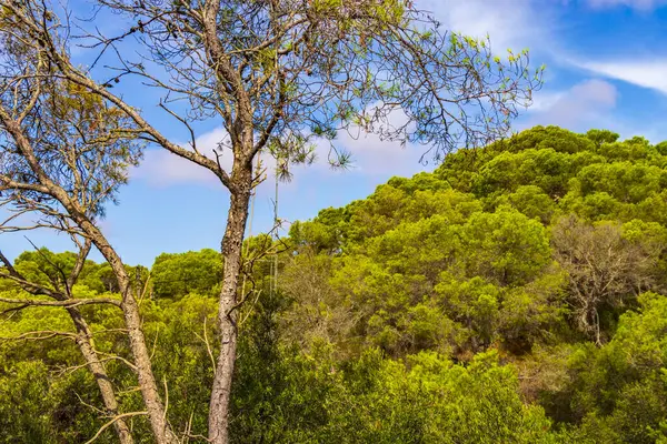 İspanya 'nın Balearic Adaları Mallorca Majorca bölgesindeki Santany' deki Mondrago Doğal Parkı 'ndaki uçurum ve sahillerdeki Akdeniz doğası