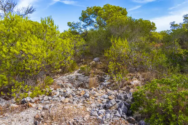 İspanya 'nın Balearic Adaları Mallorca Majorca bölgesindeki Santany' deki Mondrago Doğal Parkı 'ndaki uçurum ve sahillerdeki Akdeniz doğası