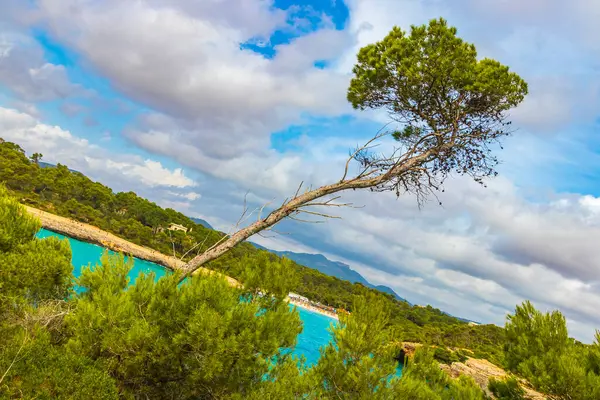 İspanya 'nın Balearic Adaları Mallorca Majorca bölgesindeki Santany' deki Mondrago Doğal Parkı 'ndaki uçurum ve sahillerdeki Akdeniz doğası
