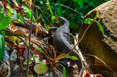 Güneydoğu Asya 'daki Khao Lak Lak Ru Ulusal Parkı Khuekkhak Amphoe Takua Pa Phang Nga Tayland' daki tropikal orman ormanlarında sürünen sürüngenler görülüyor..