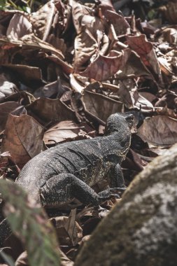Güneydoğu Asya 'daki Khao Lak Lak Ru Ulusal Parkı Khuekkhak Amphoe Takua Pa Phang Nga Tayland' daki tropikal orman ormanlarında sürünen sürüngenler görülüyor..