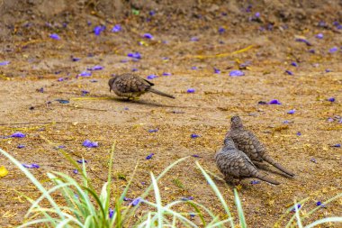 Centro Historico City Mexico 'da yiyecek arayan küçük kumru güvercin kuşları..
