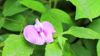 Mor pembe tropikal çiçekler ve çiçekler, Güney Asya 'da Chiang Mai Amphoe Mueang Mai Tayland' da orman ormanlarında çalı ağacında çanlar çalıyor..