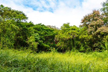 Güneydoğu Asya 'daki Chiang Mai Amphoe Mueang Mai Tayland' da yeşil bitki ağaçları ve palmiye ağaçları olan vahşi tropikal yağmur ormanları..