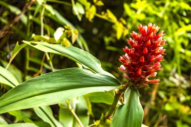 Güneydoğu Asya 'da Chiang Mai Amphoe Mueang Mai Tayland' da orman ormanlarındaki çalılıklarda pembe tropikal çiçekler ve çiçekler..