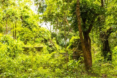 Güneydoğu Asya 'daki Chiang Mai Amphoe Mueang Mai Tayland' da yeşil bitki ağaçları ve palmiye ağaçları olan vahşi tropikal yağmur ormanları..
