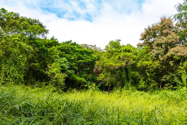 Güneydoğu Asya 'daki Chiang Mai Amphoe Mueang Mai Tayland' da yeşil bitki ağaçları ve palmiye ağaçları olan vahşi tropikal yağmur ormanları..